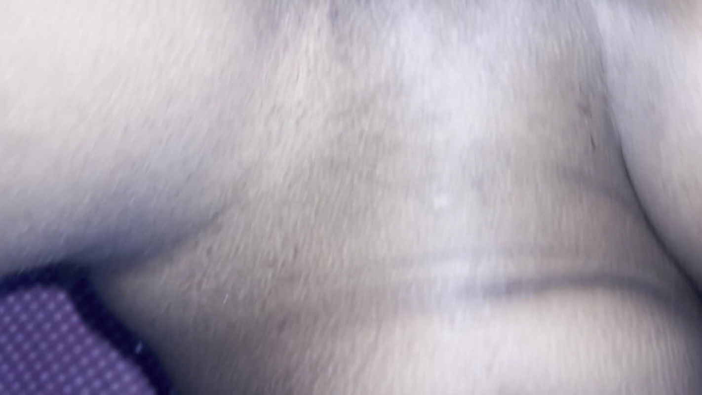 desi indian beautiful collage girl big fucking for big black cock in oyo room with voice bengali