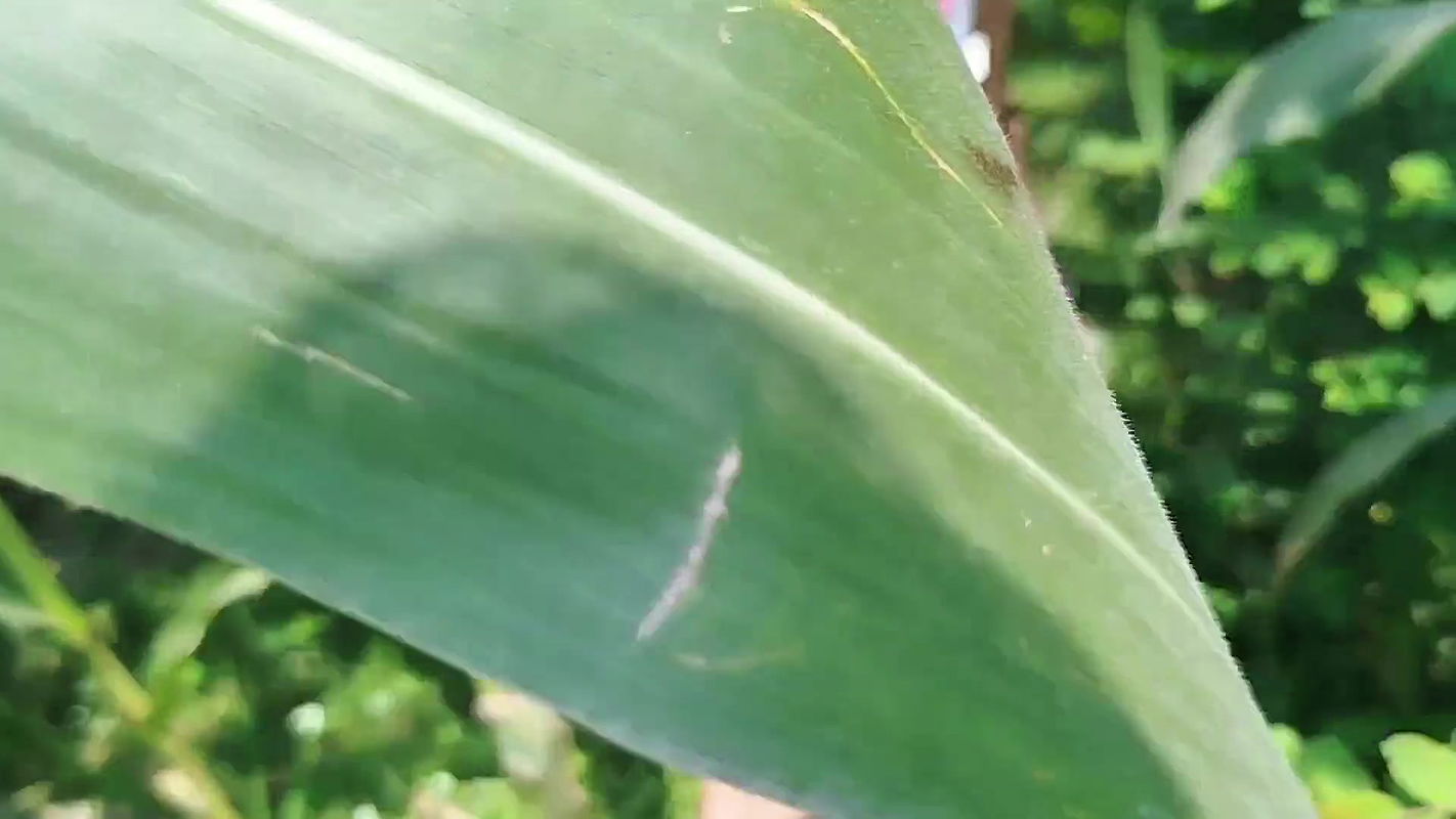 Village Girl First Time Anal Fucking Try Desi Girlfriend Anal Fucking First Time Fucking