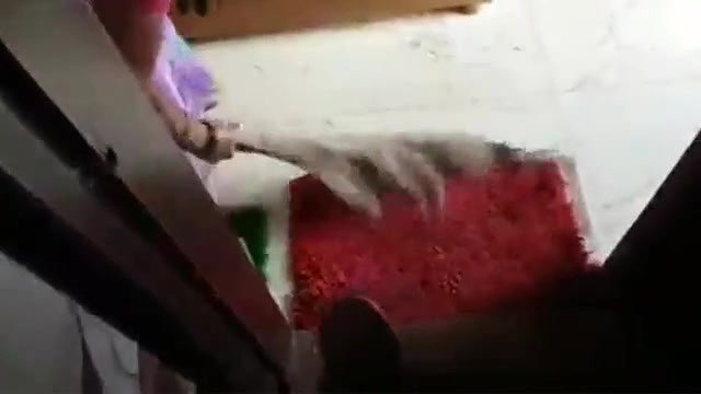 Funny dick flash