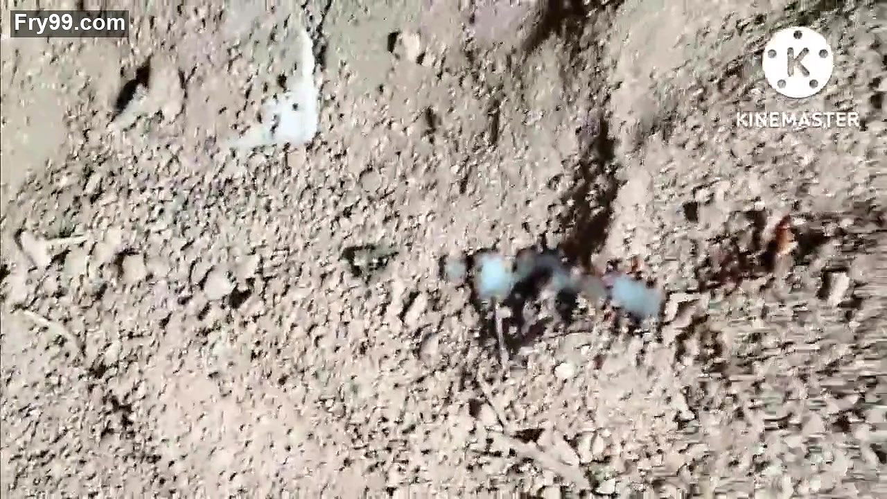 Telugu lovers outdoor fucking