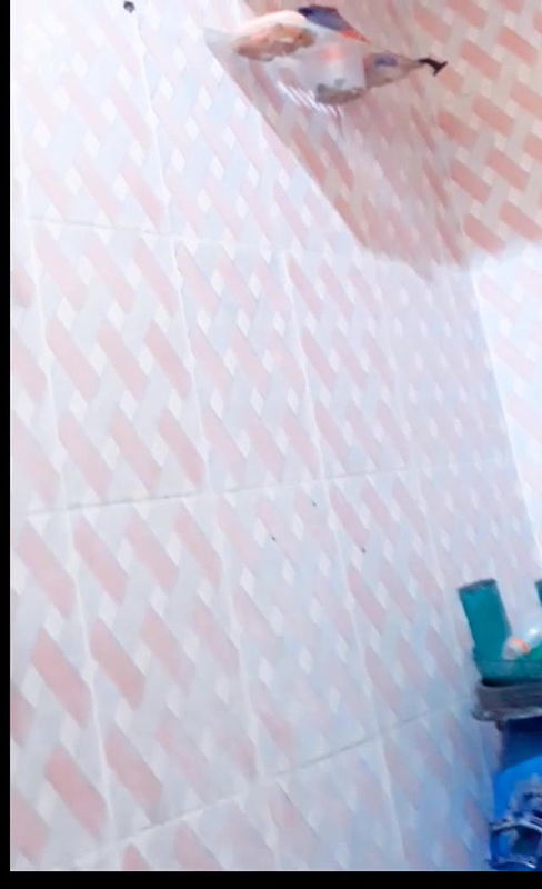 Beautiful Bigboob Sexy Indian Wife Nude Bathing Hidden Captured