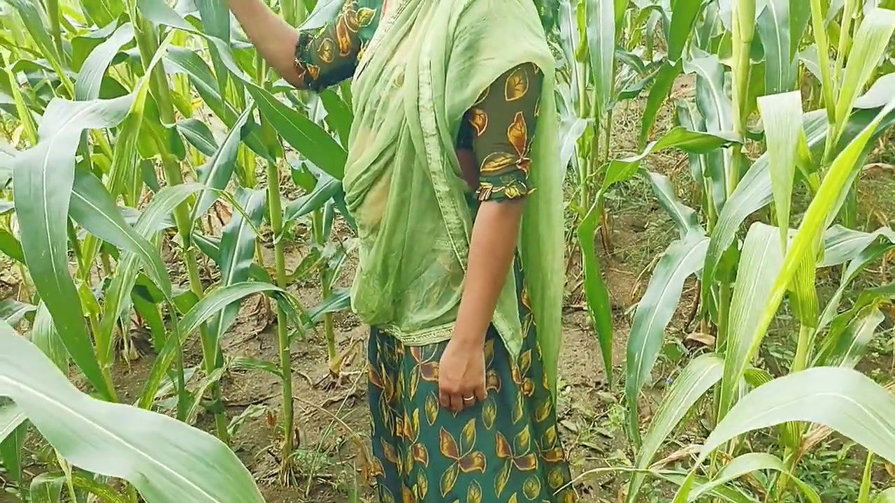 Desi Indian Sister-in-law Liked Jiju’s Black Thick Cock in the Corn Field and Got Fucked