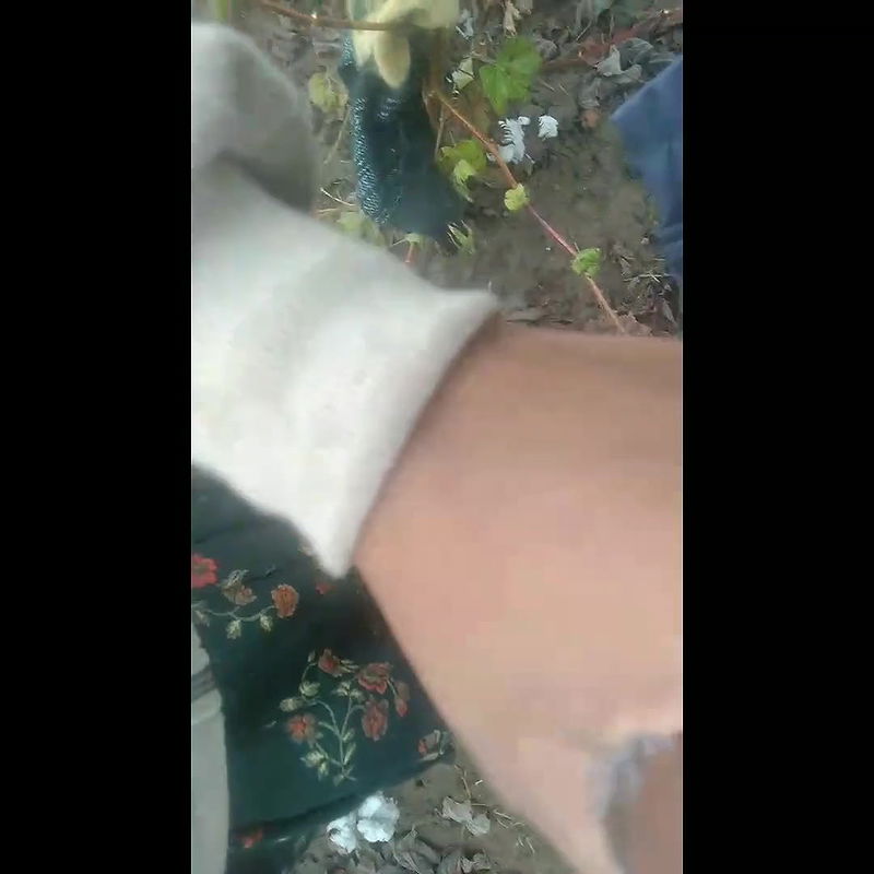 She Masturbated My Fat Cock in the Field