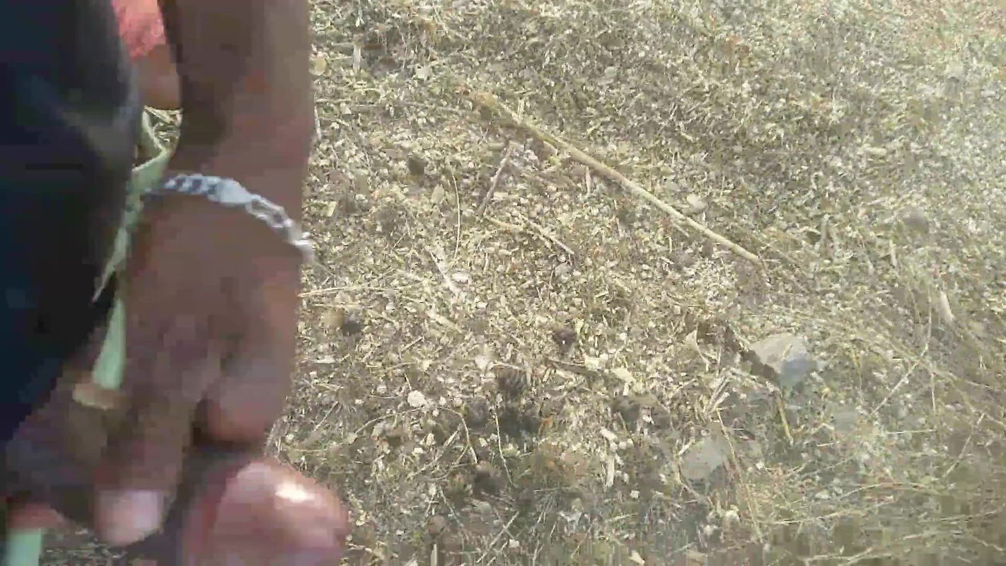 Sucked My Big Cock Outdoors