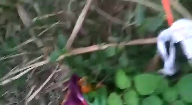 Seal break in jungle