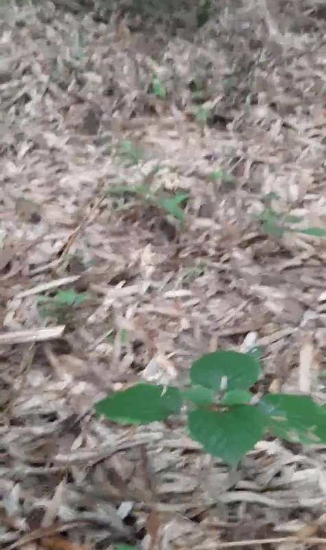 desi village bhabi outdoor group fucking