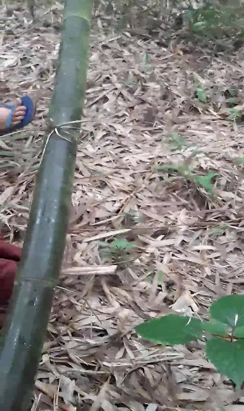 desi village bhabi outdoor group fucking