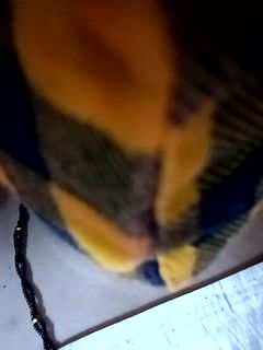 Stripchat-Public.Show-c-Sexynageena-2025.04.08.182317