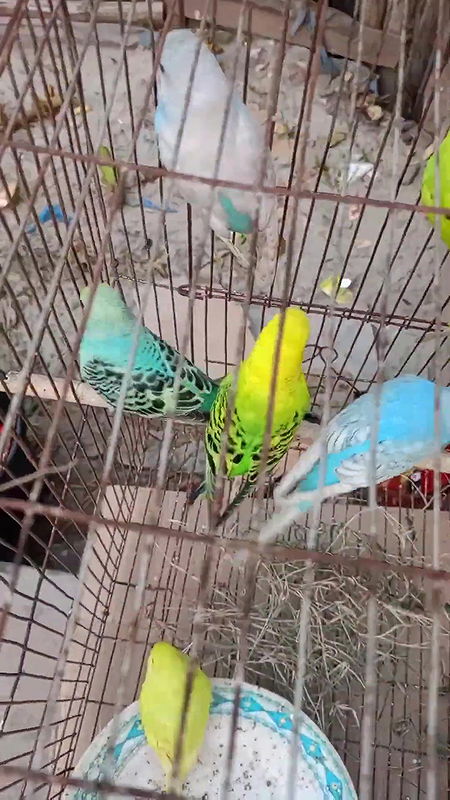 দৌলতদিয়া পল্লী ভিআইপি   Viral Video   Daulatdia ghat new video 2025