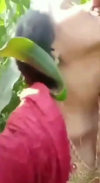 With lover in jungle