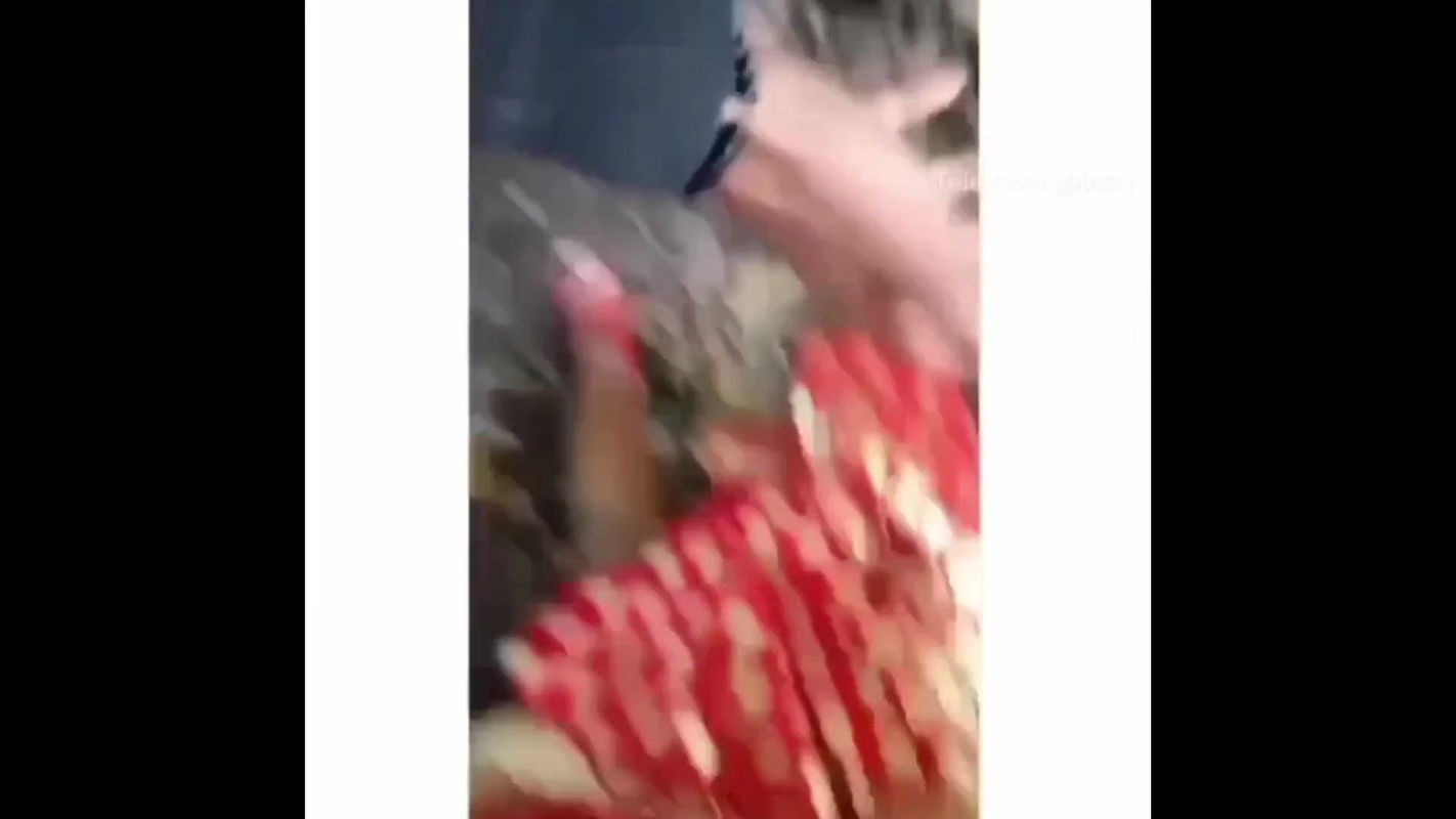 Indian jungle compilation