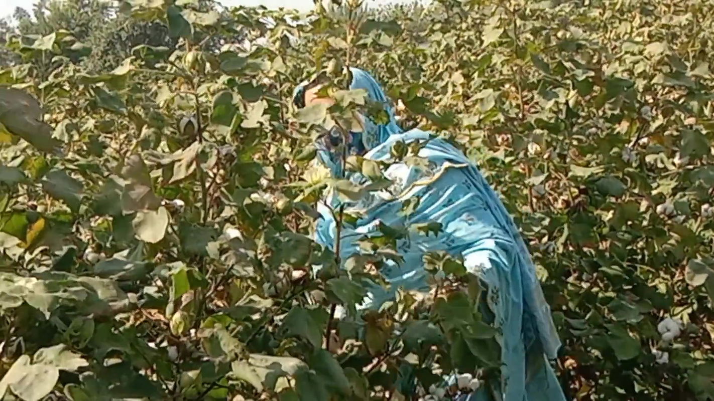 Horni step sis going to cotton picking then she enjoys FUK