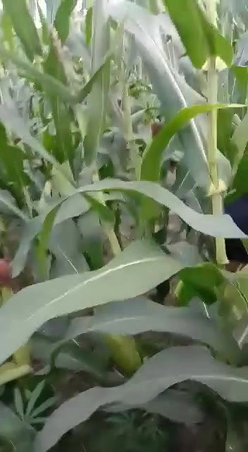 Village Bhabhi Fucked By Young Guy