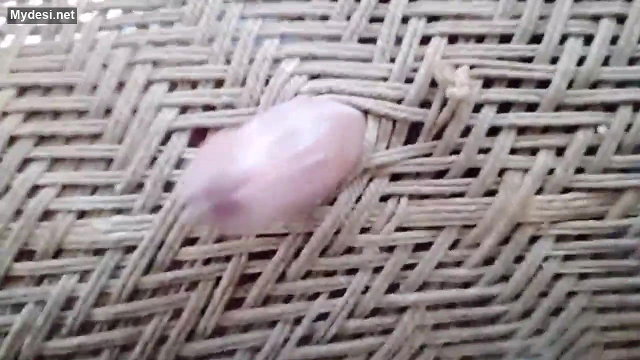 Desi village boy funny video