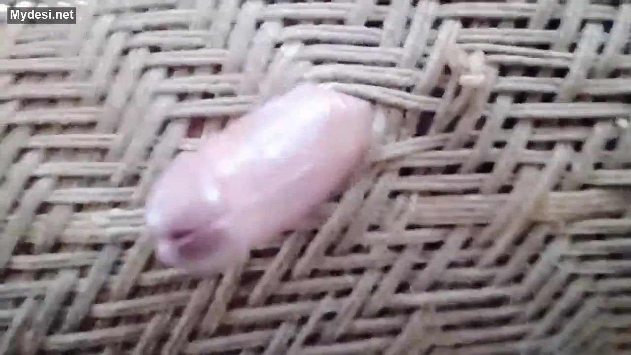 Desi village boy funny video