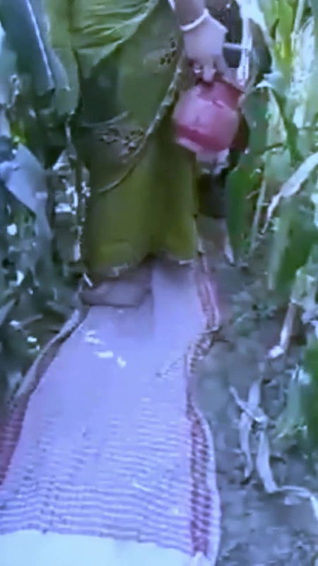 Desi village bhabi fucking with old father in lw in field