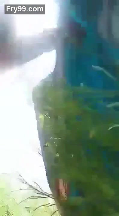 Desi Mature Cpl Fucking