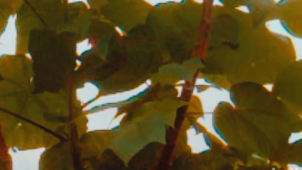 Bengalis sexy history Desi videos