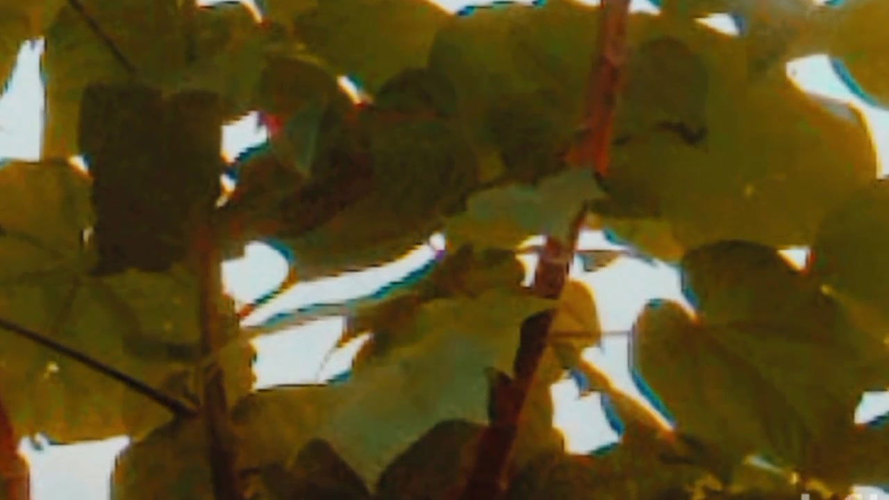 Bengalis sexy history Desi videos