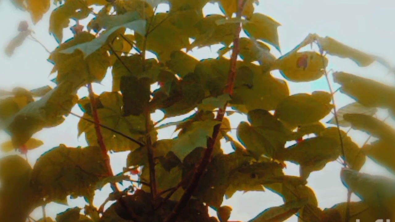 Bengalis sexy history Desi videos