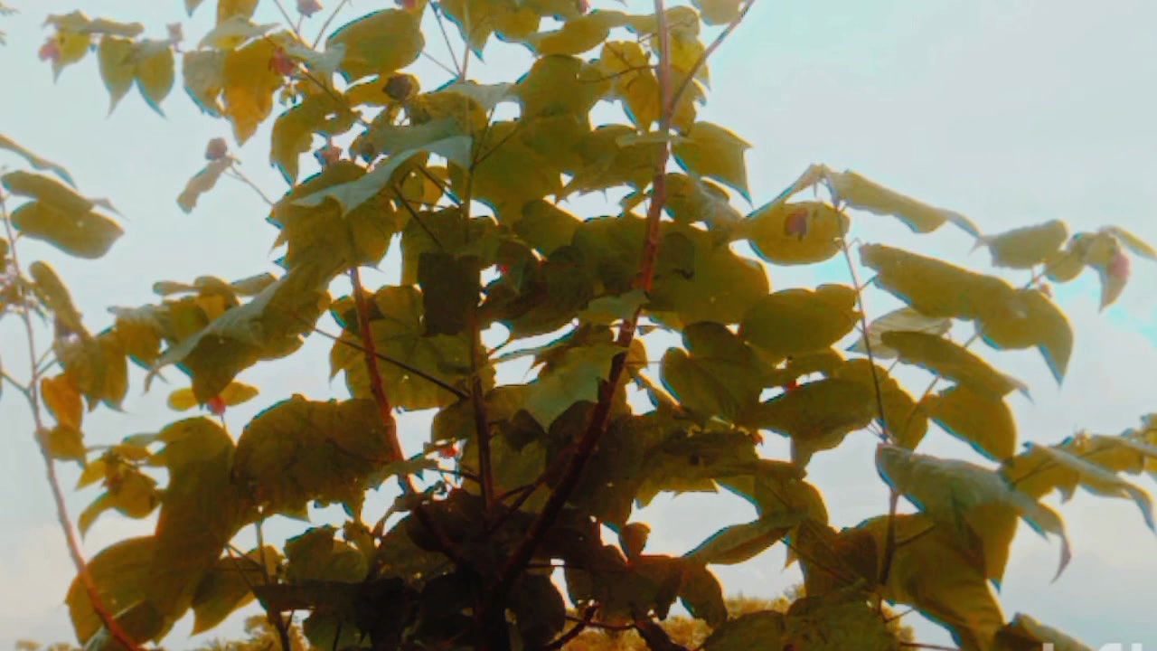 Bengalis sexy history Desi videos