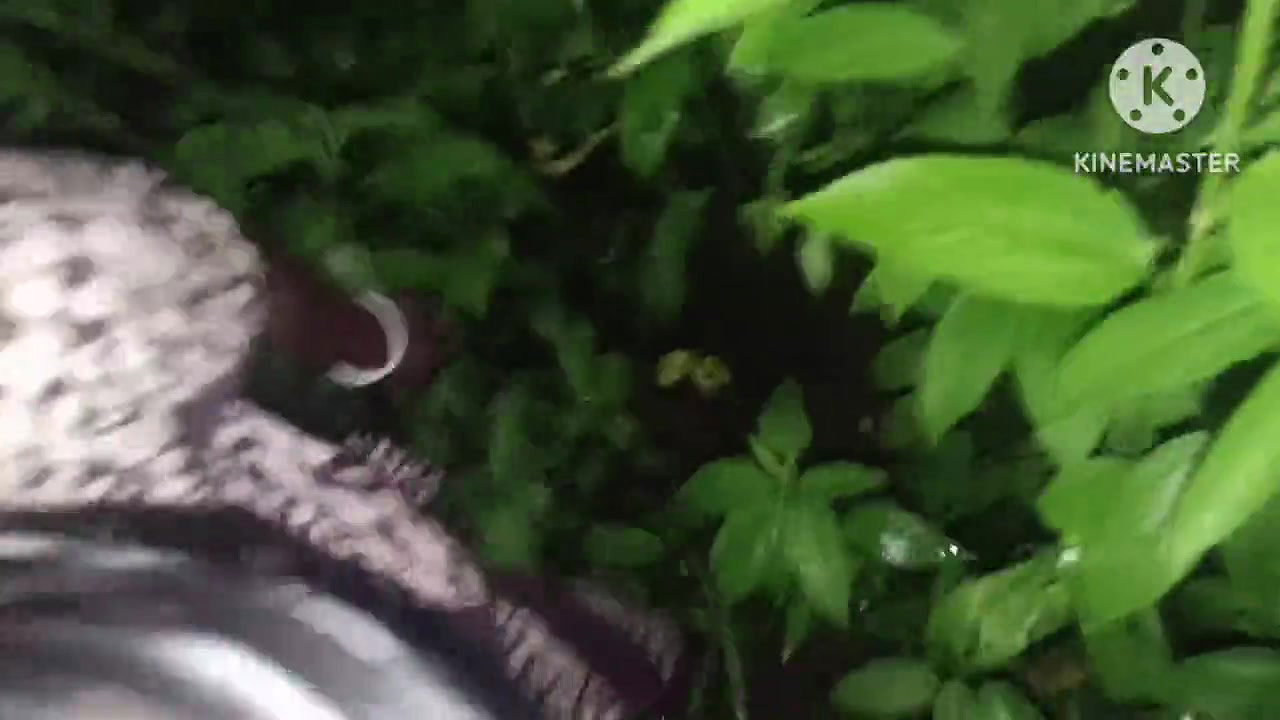 Bhabhi ko jungle mein le jakar chudai ki