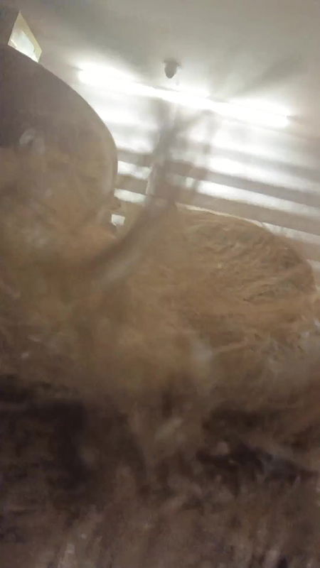 Pahli Bar Hot sexy Rubina ko 1st Night Me 6 Bar Choda Dabake