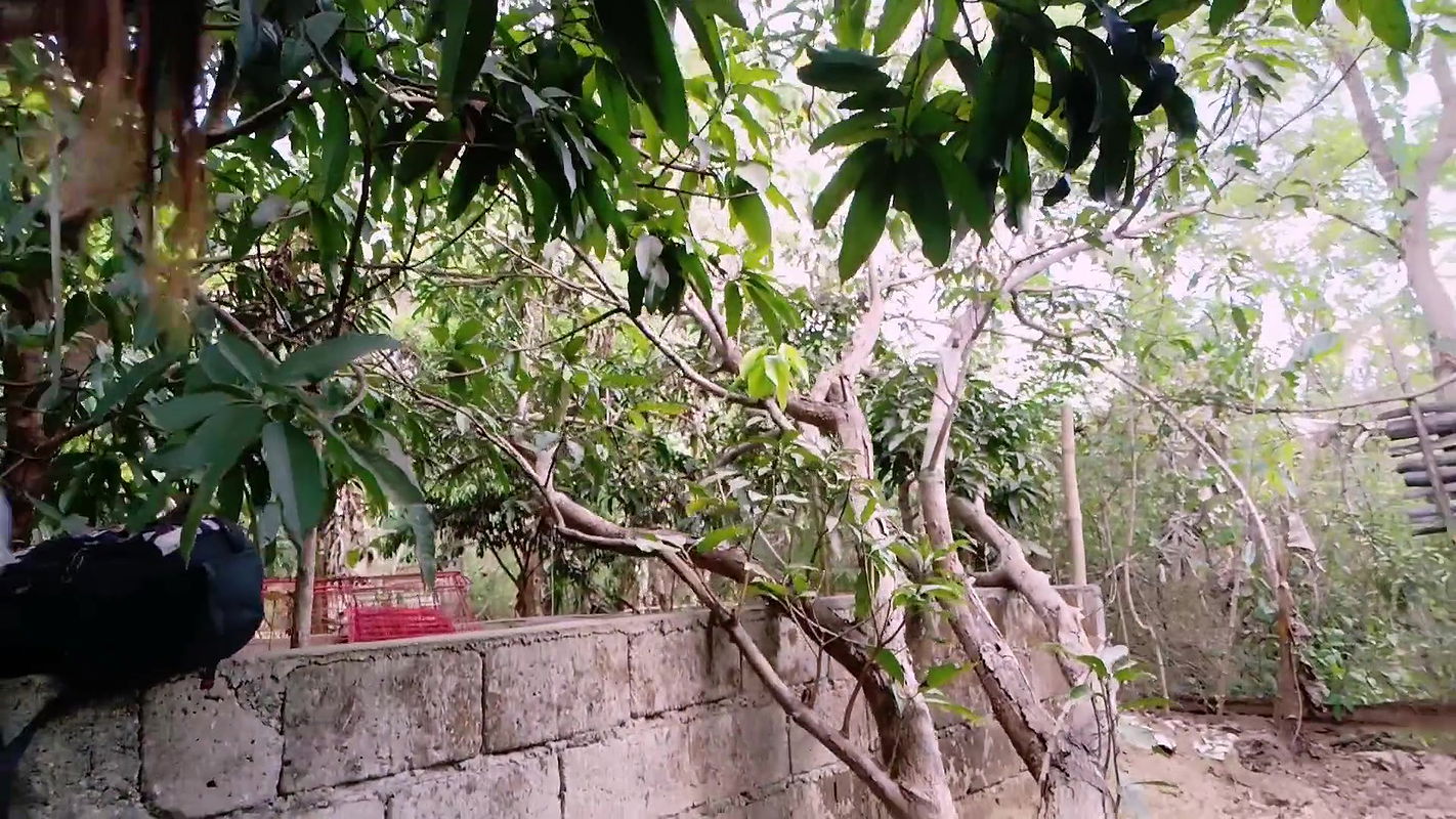 VIRGIN SCHOOL GIRL DEFLORATION IN THE WOODS