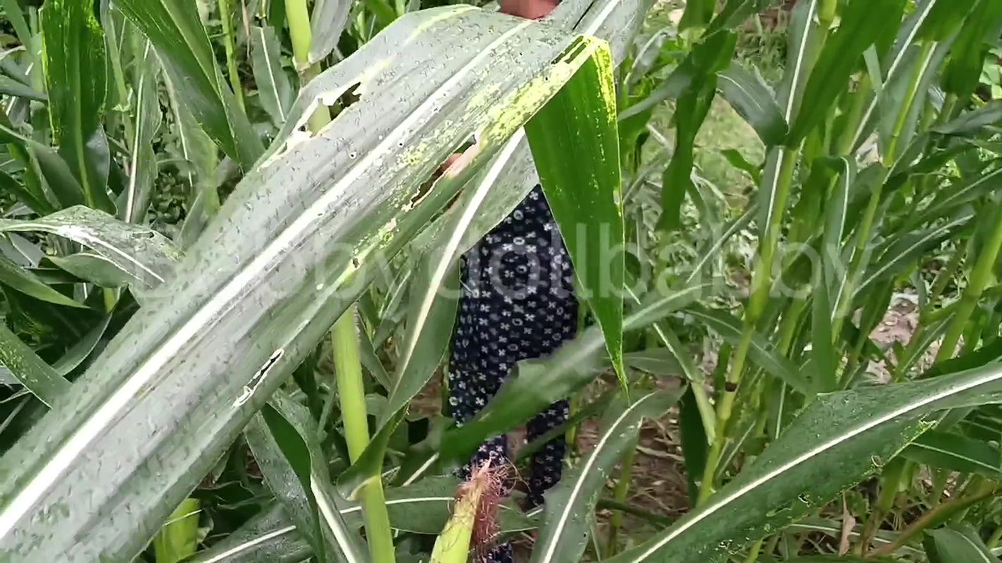 Motor Te Bola Sex Keta Punjabi Thinks Dave