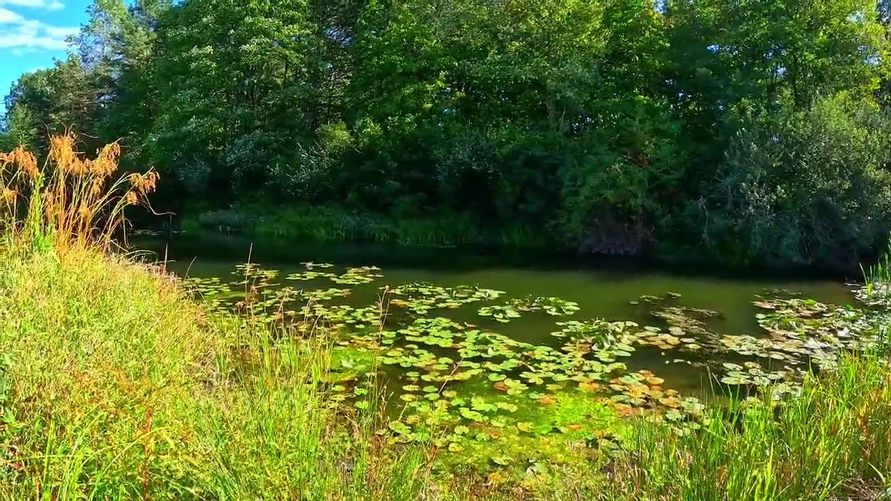 💀Jungle vali bhabhi College friend ke sath savita bhabhi ne jamkar chudai karwaya aur apne chut ka pani nikali