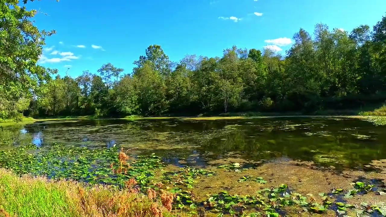 💀Jungle vali bhabhi College friend ke sath savita bhabhi ne jamkar chudai karwaya aur apne chut ka pani nikali