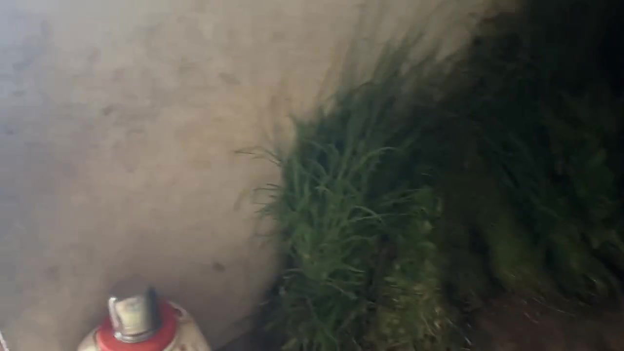 Sister-in-law of the village