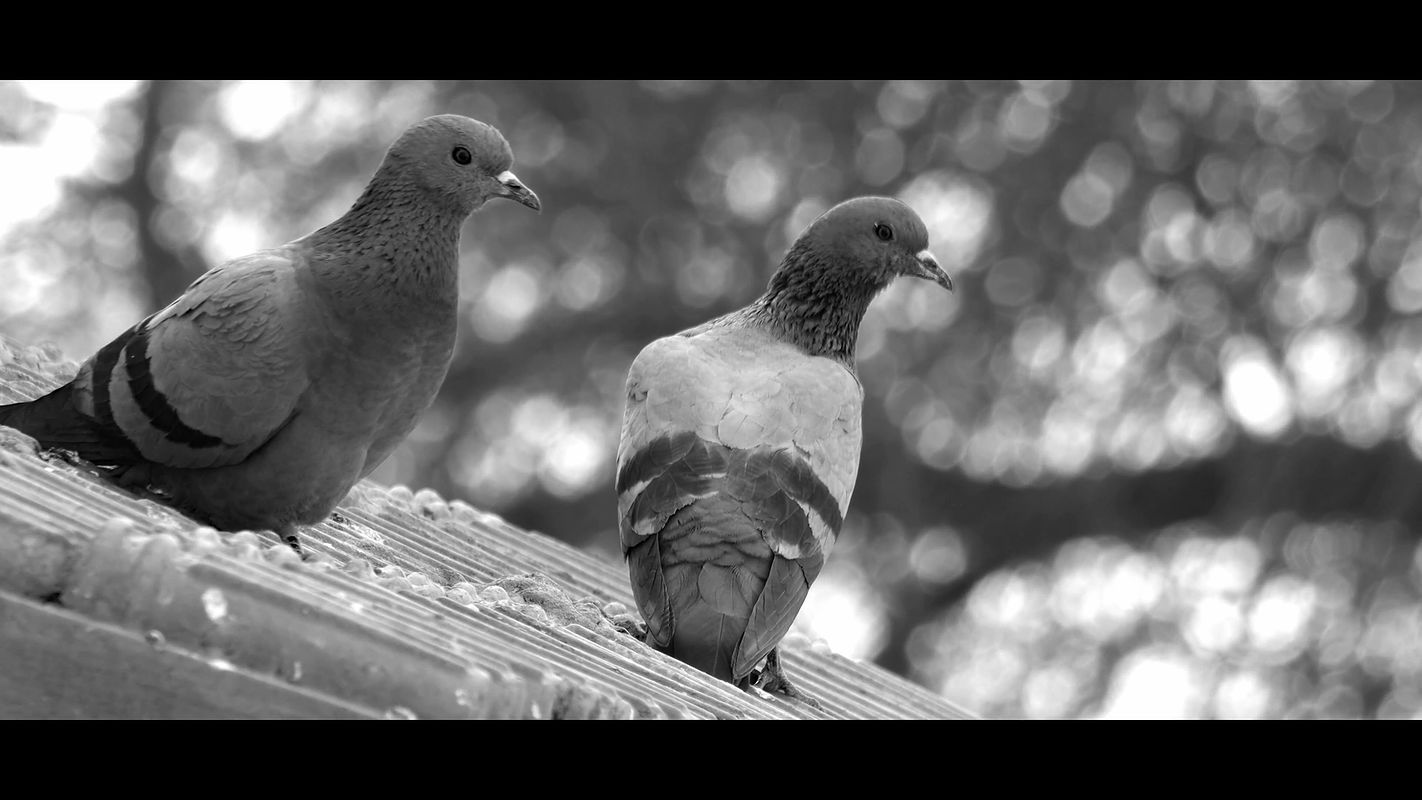 Anjali & Jisha Rejith Intimate Steamy Tamil Lesbian Liplock Moody Scenes 4K – Savage