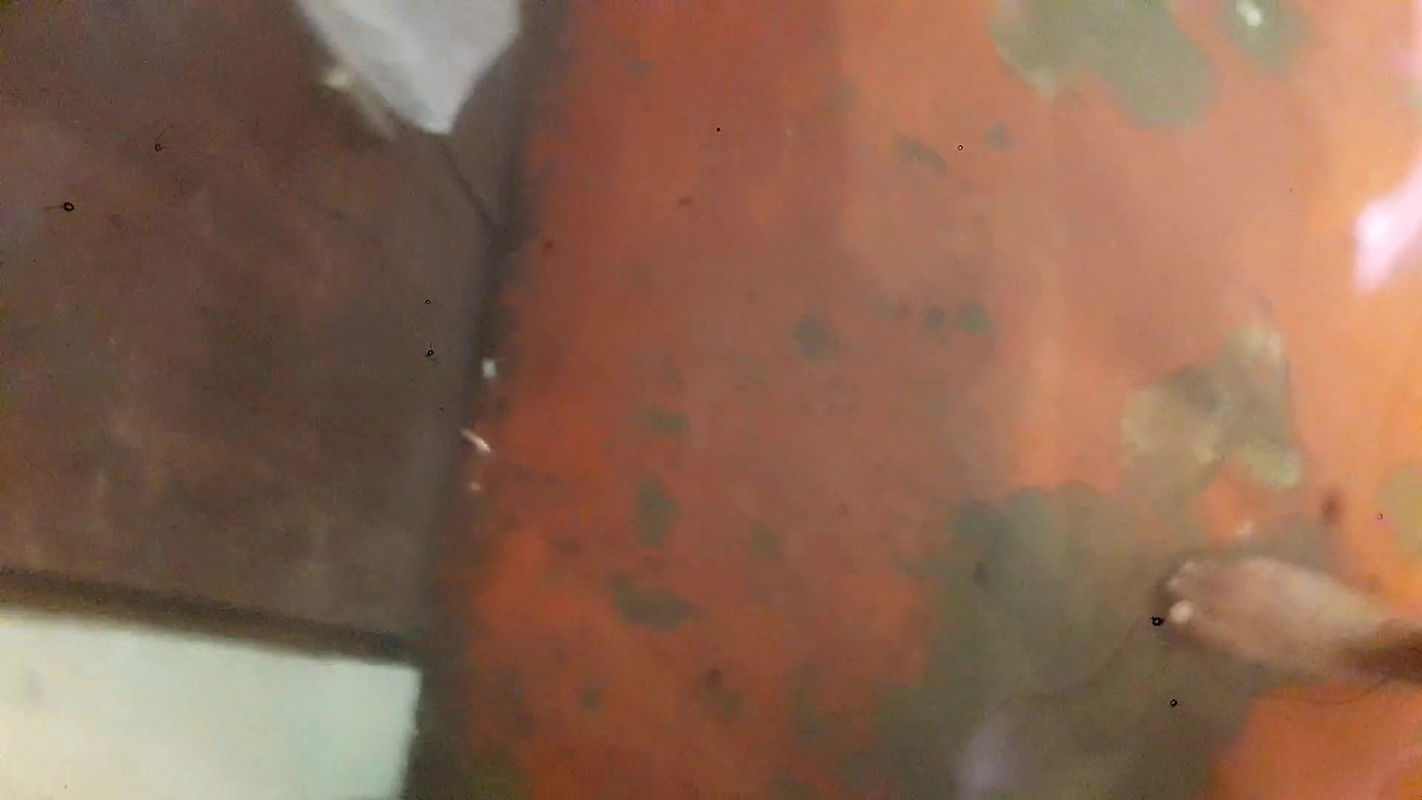 Fucking the Housemaid While She Is Cooking