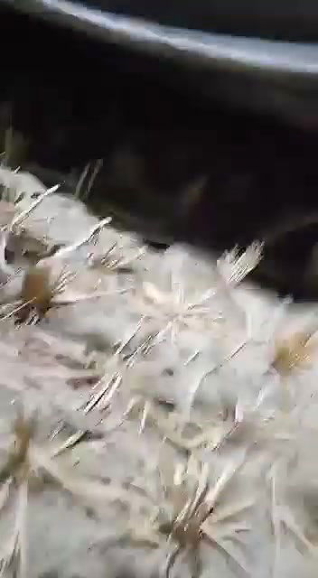 Myd nude dance videos collection – 10