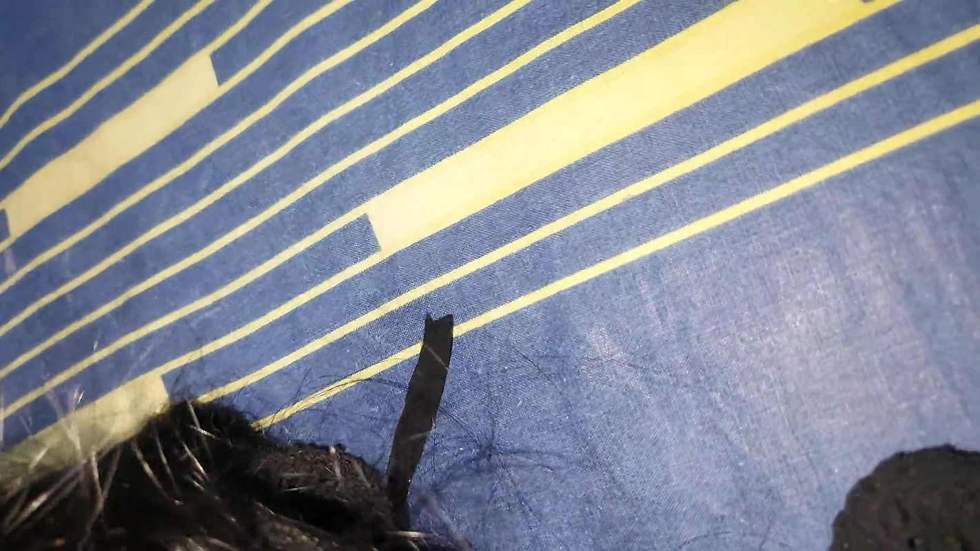 Bbw bitch enjoying riding my dick