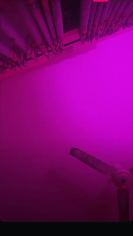 Anamika Raisa bengali sexy shemale 3