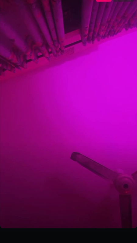 Anamika Raisa bengali sexy shemale 3