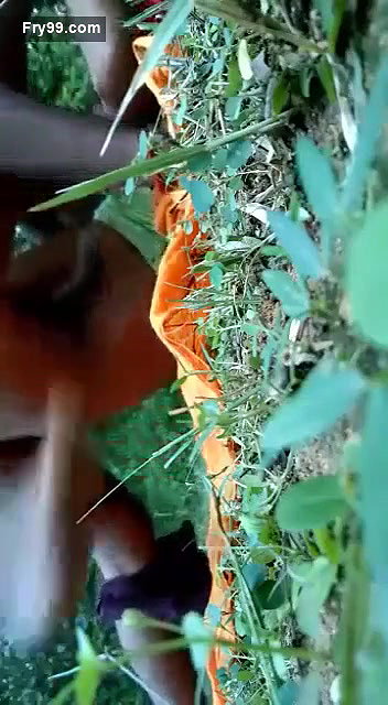 Desi lover fucking  Jungle
