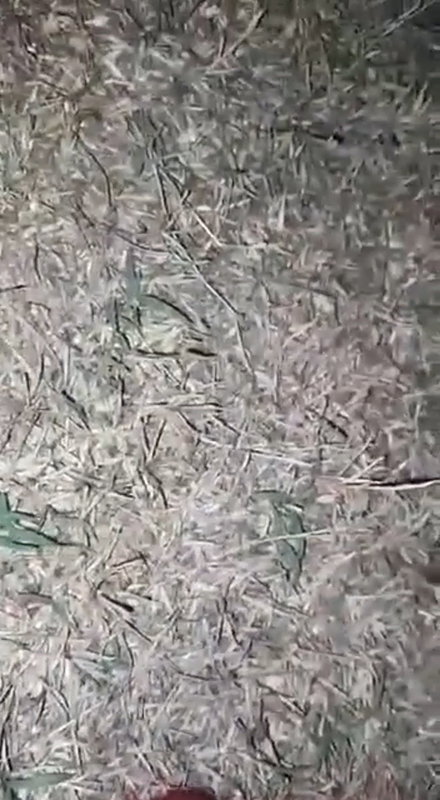 Desi village girl midnight fucking with lover