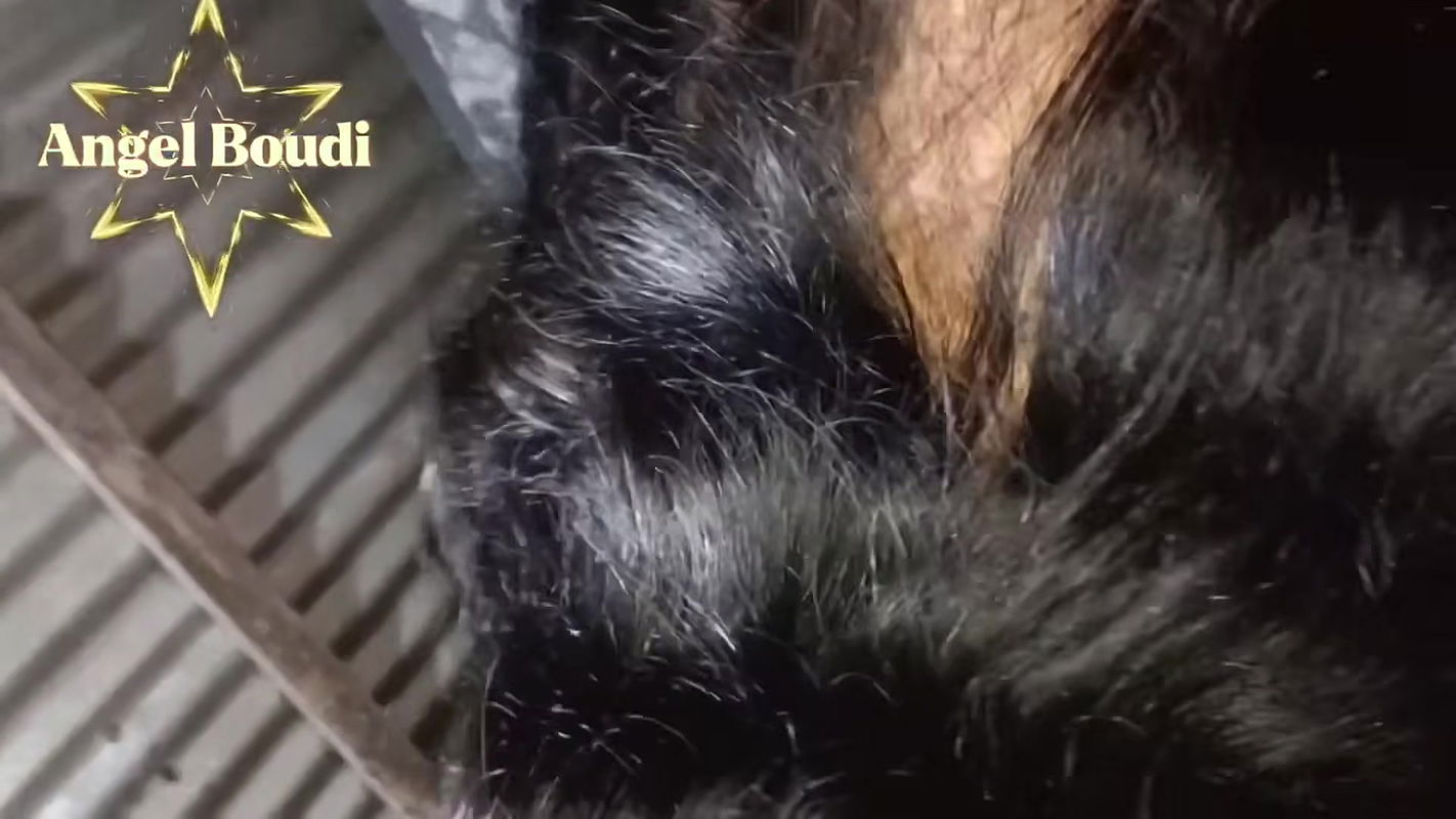 Bengali Angel Boudi and Her Stepbrother in Law Affair