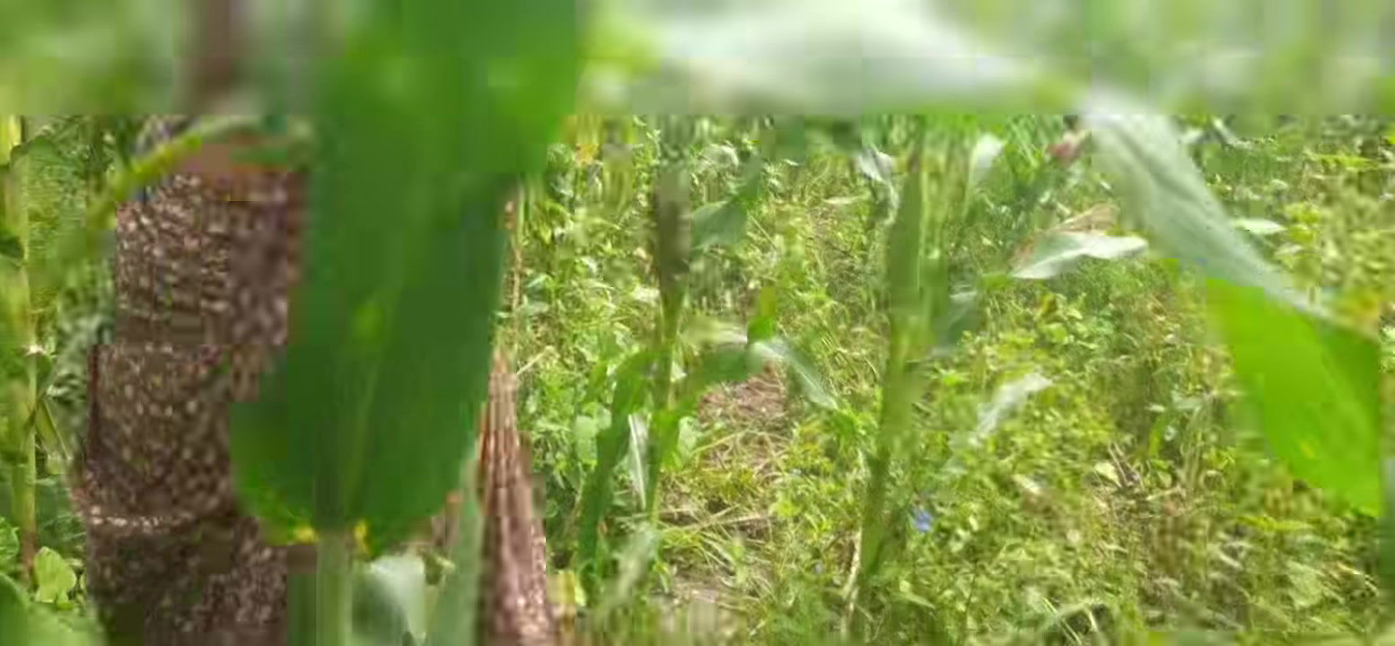 Desi Girl Outdoor Fuck Ass Kill Outdoor Fuck in Indian Village Desi Village Outdoor