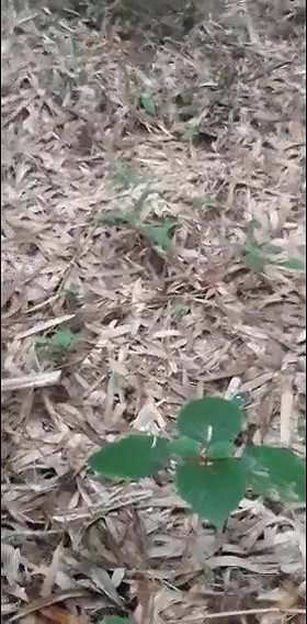 Bengali prostitute fucking outdoor