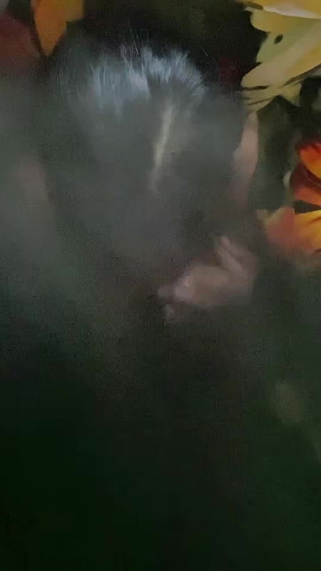 Deshi girl sex homemade real sex video