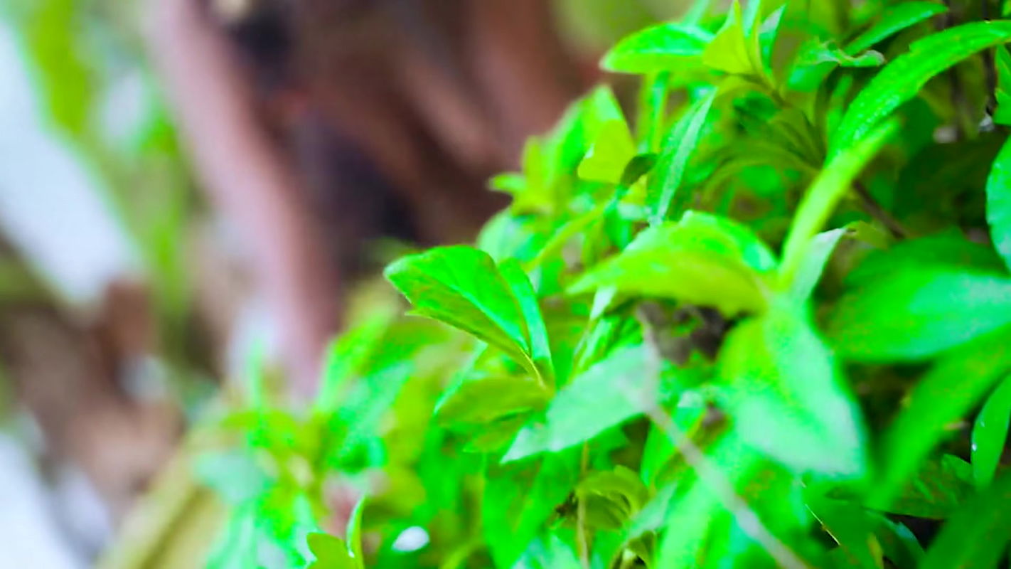 devar bhabi romantic sex…