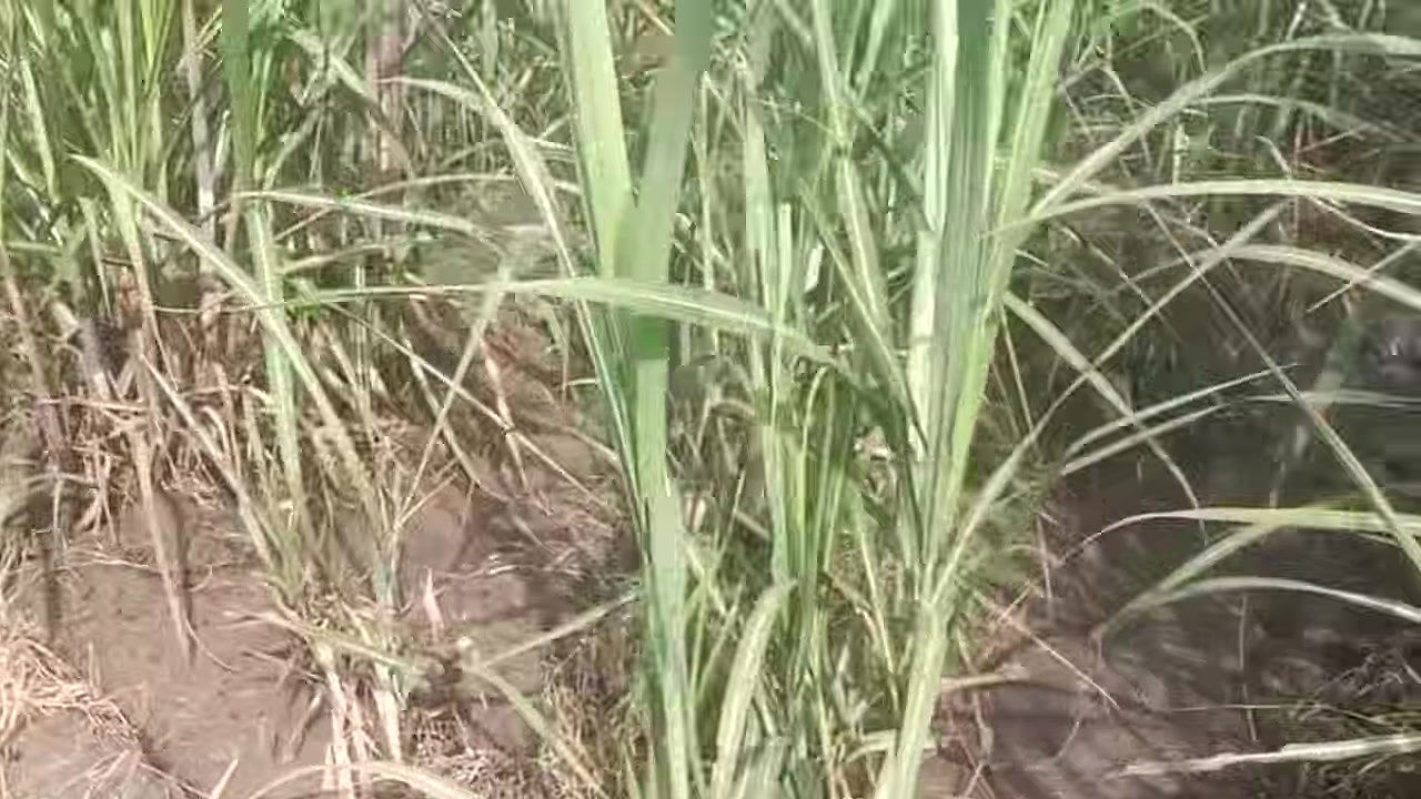 Desi bhabhi ki bahut jyada chudayi ki