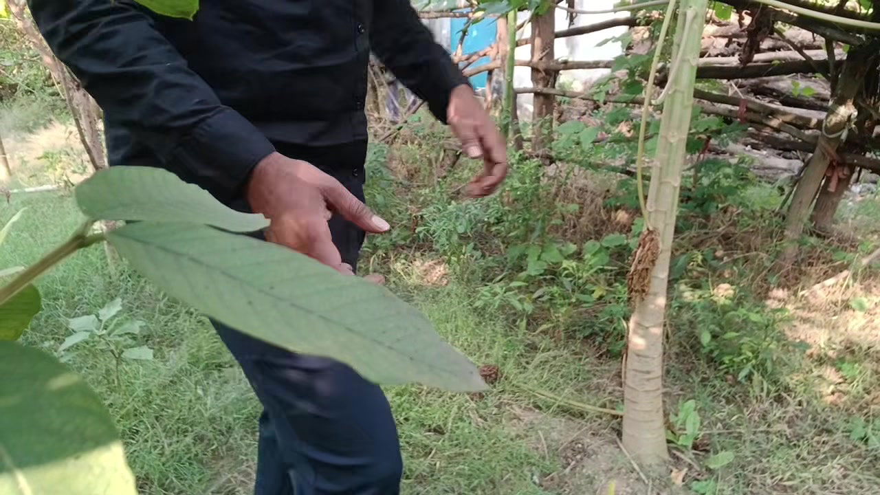 Jangal mai chudai part 1