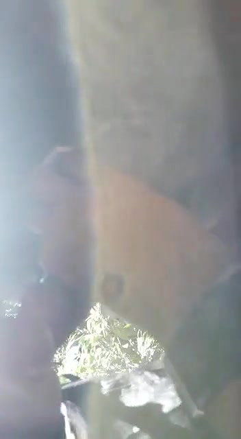 Cute Girl Blowjob In Jungle