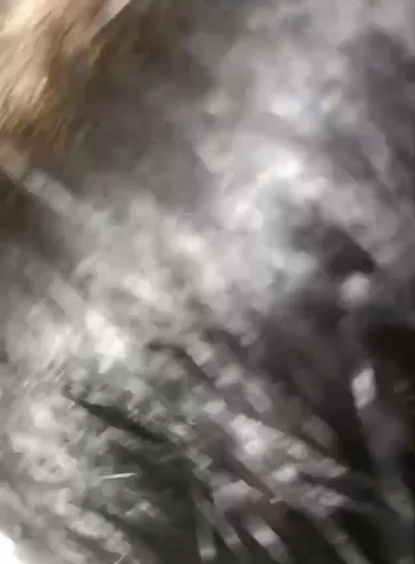 Beautiful Chasmish College Girlfriend Boob Captured And Sucking BF Cock Outdoor 23