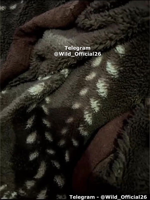 Alexiahotie-stripchat-ticket-show